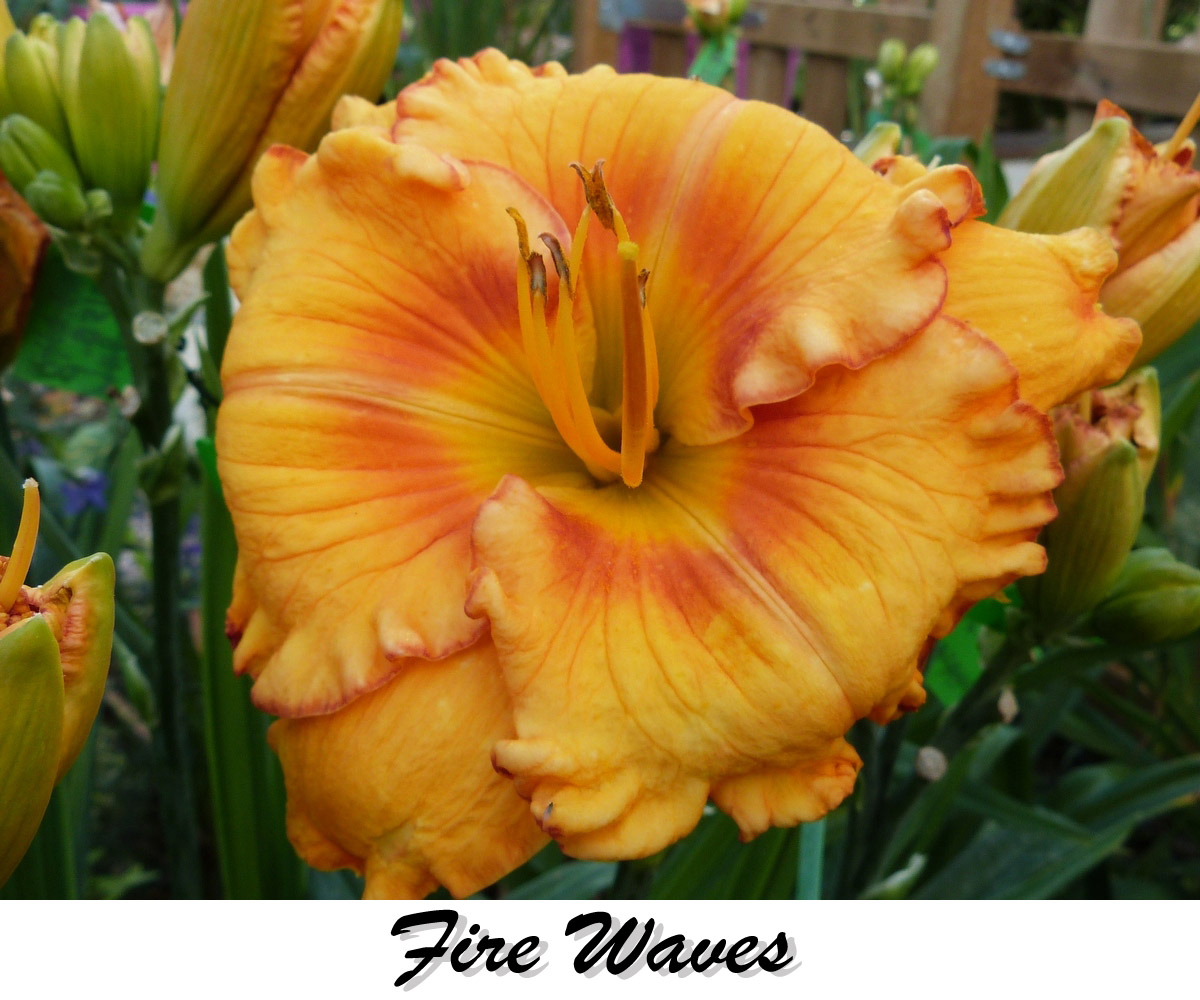 fire_waves_daylily