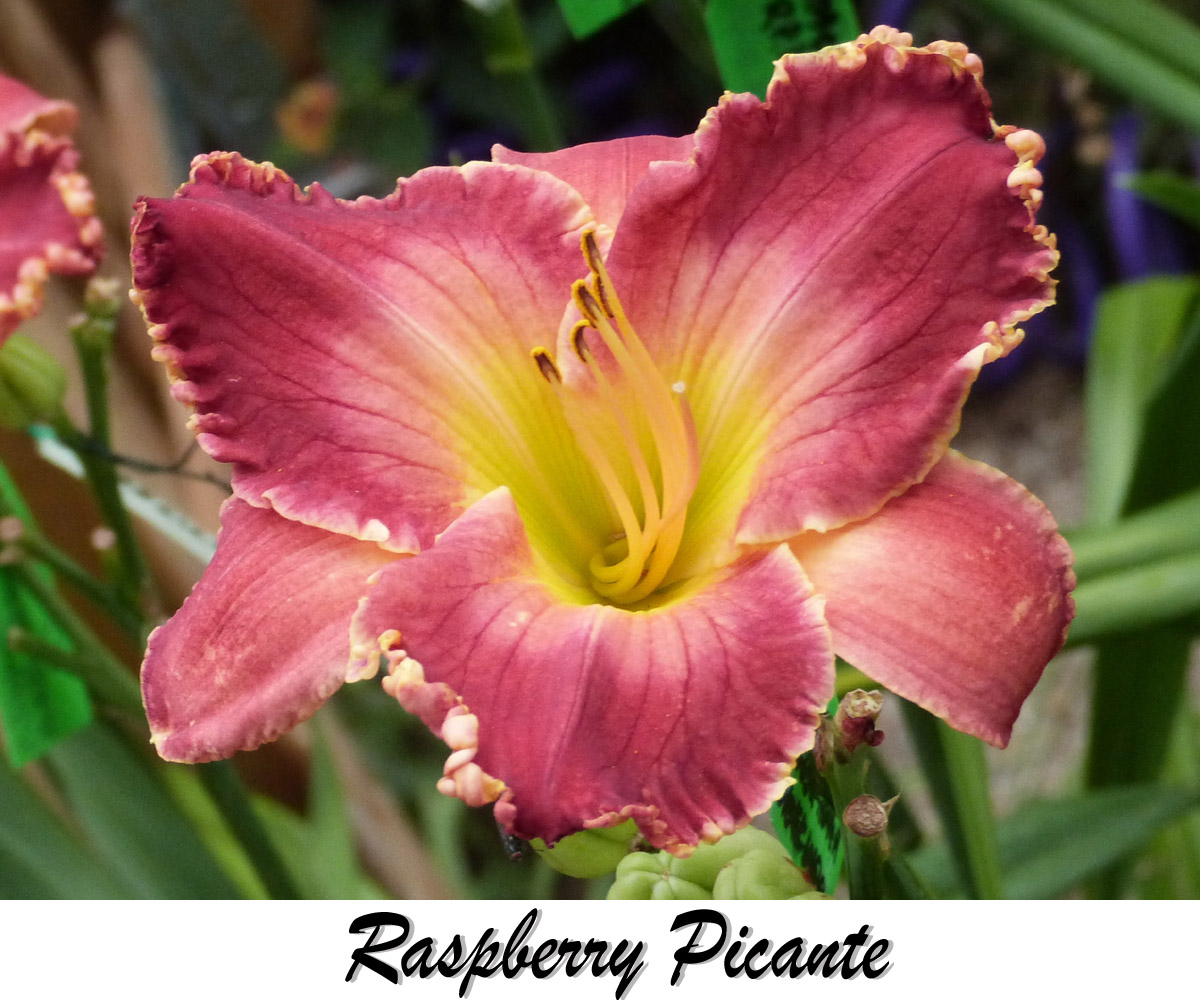 raspberry picante daylily